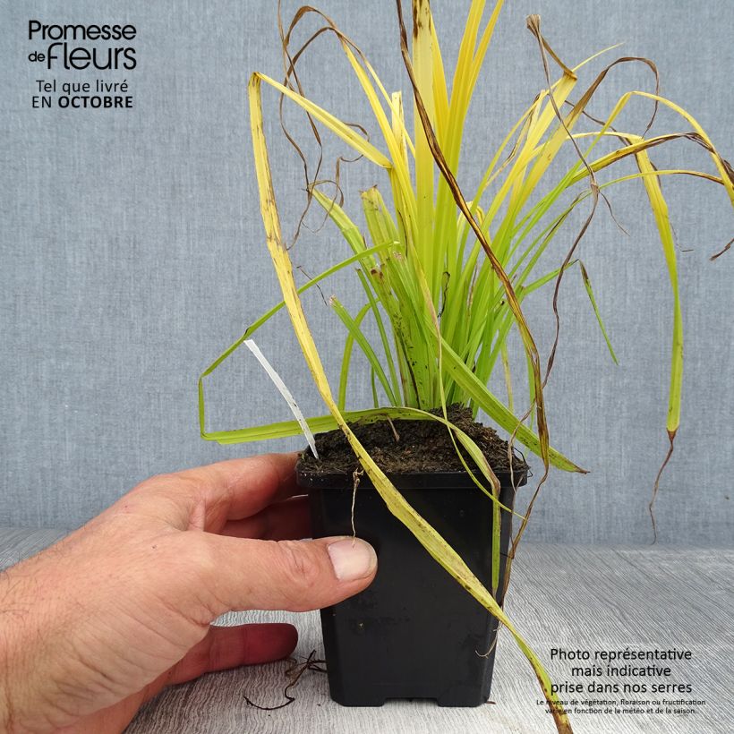 Esemplare di Carex elata Aurea Vasetto da 8/9 cm come consegnato in autunno