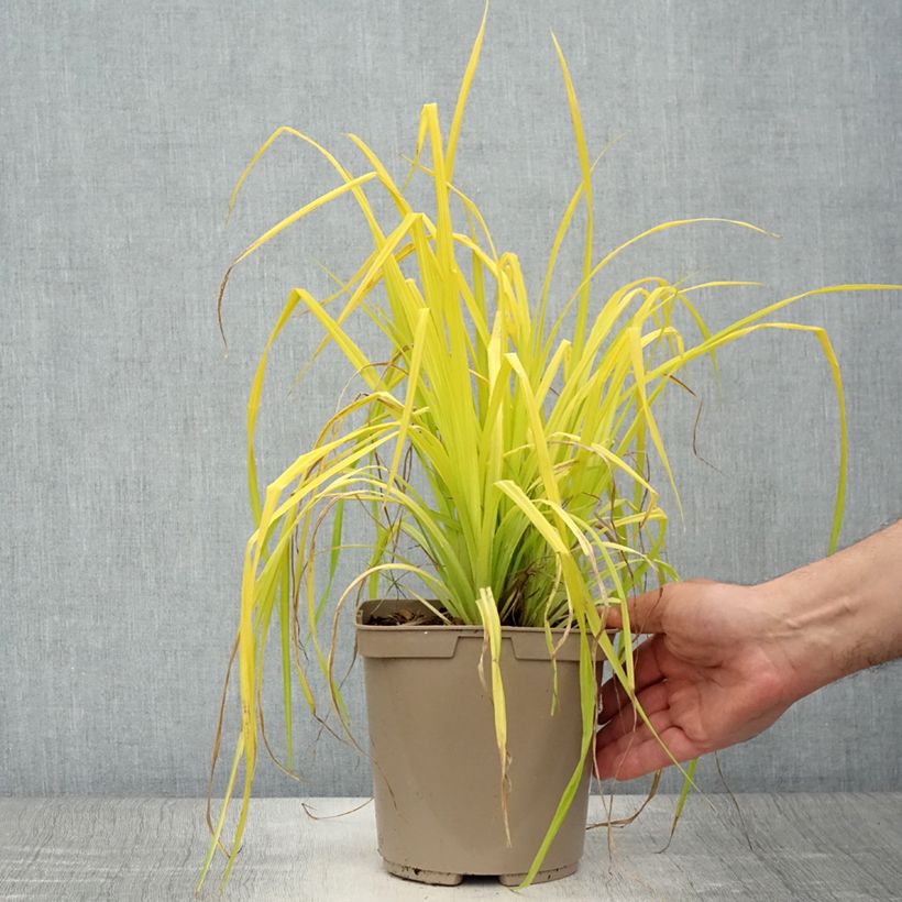 Esemplare di Carex elata Aurea Vaso da 2L/3L consegnato in estate