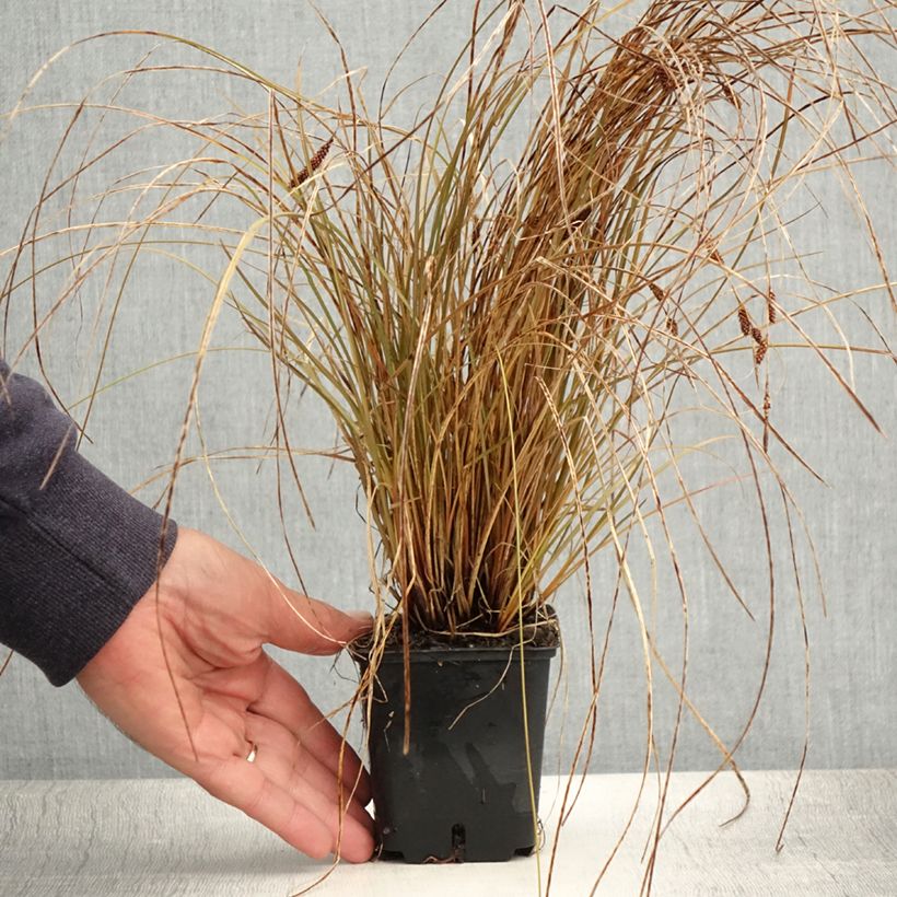 Esemplare di Carex flagellifera Bronzita Vasetto da 8/9 cm consegnato in estate