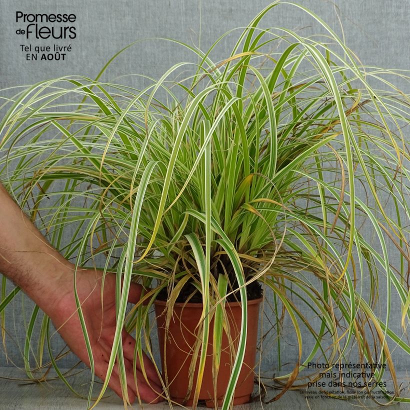 Esemplare di Carex oshimensis Feather Falls - Carice giapponese Vaso da 1L/1,5L consegnato in estate