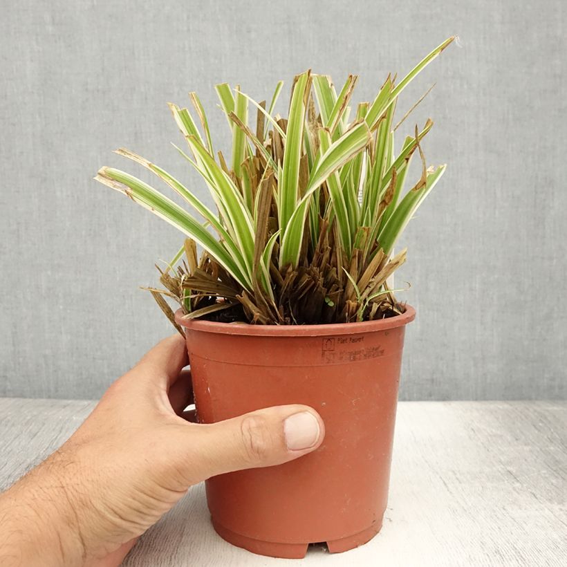 Esemplare di Carex morrowii Goldband - Carice variegato Vaso da 1L/1,5L consegnato in estate