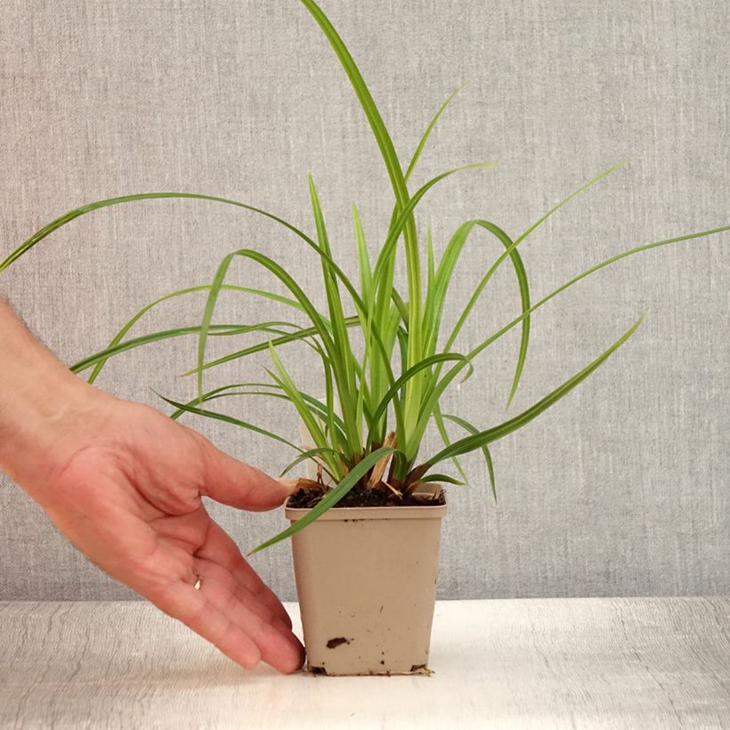 Esemplare di Carex morrowii subsp. foliosissima Irish Green - Carice Vasetto da 8/9 cm consegnato in estate