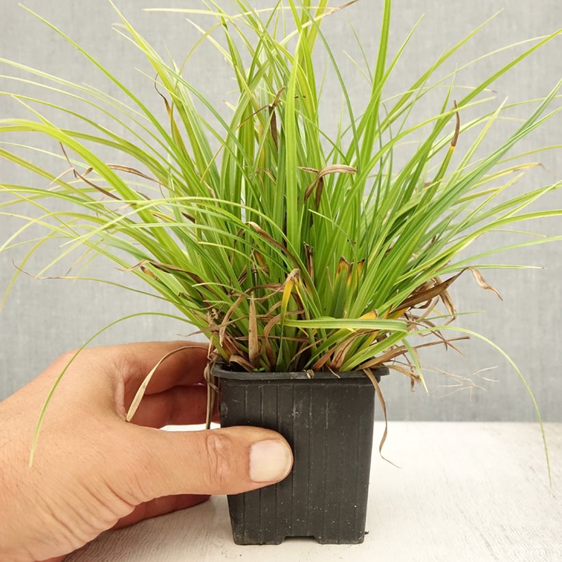 Esemplare di Carex morrowii Variegata - Carice variegato Vasetto da 8/9 cm consegnato in estate