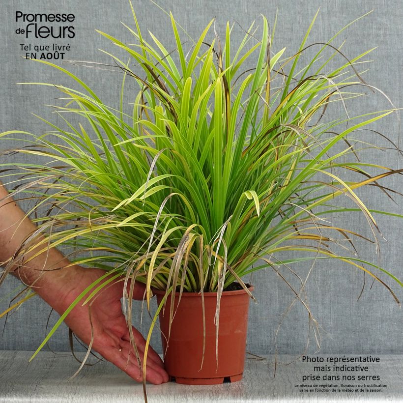 Esemplare di Carex morrowii Variegata - Carice variegato Vaso da 1L/1,5L consegnato in estate