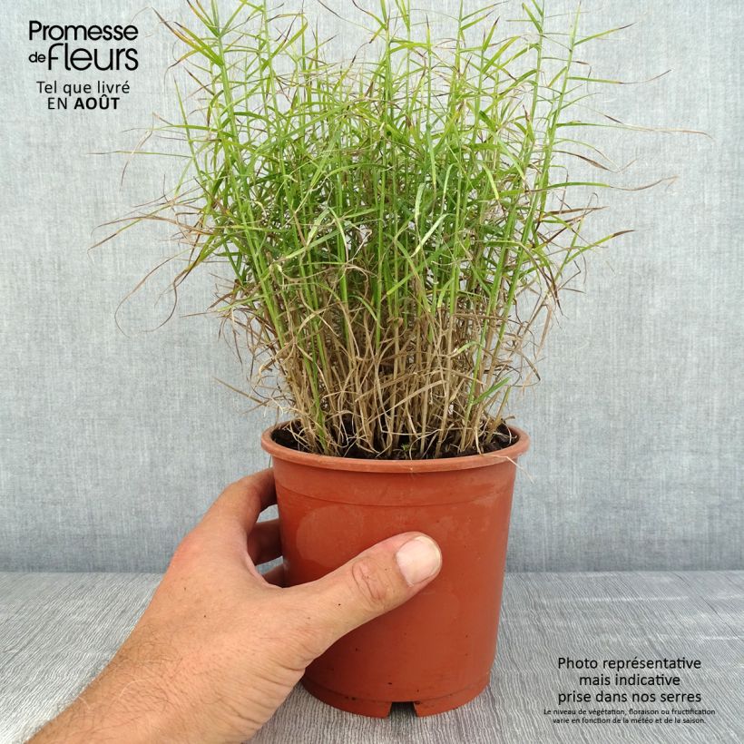 Esemplare di Carex muskingumensis Little Midge - Carice palma Vaso da 1L/1,5L consegnato in estate