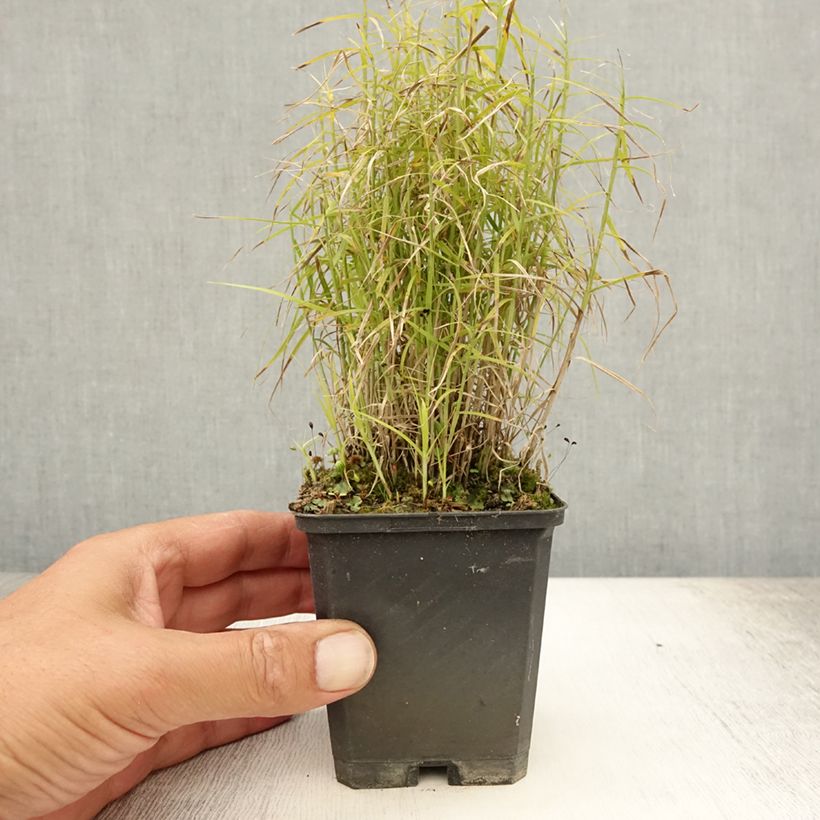 Esemplare di Carex muskingumensis Little Midge - Carice palma Vasetto da 8/9 cm consegnato in estate