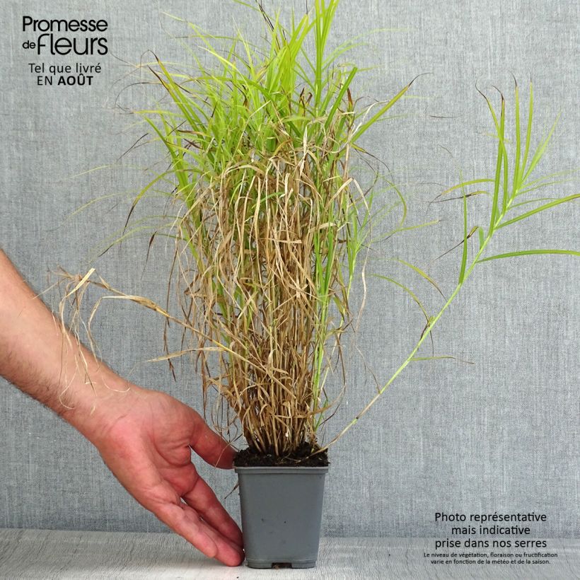 Esemplare di Carex muskingumensis Oehme - Carice palma Vasetto da 8/9 cm consegnato in estate