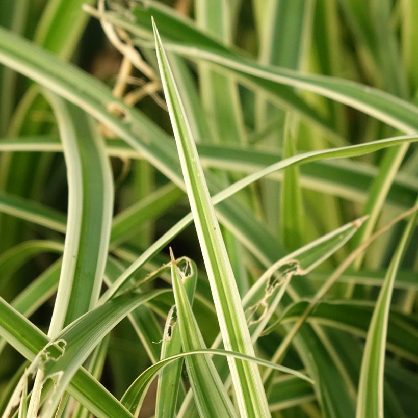 Carex muskingumensis variegata - Carice palma (Fogliame)