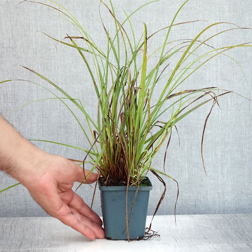 Esemplare di Carex nigra - Carice fosca Vasetto da 8/9 cm consegnato in estate