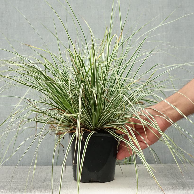 Esemplare di Carex oshimensis Everest - Carice giapponese Vaso da 2L/3L consegnato in estate