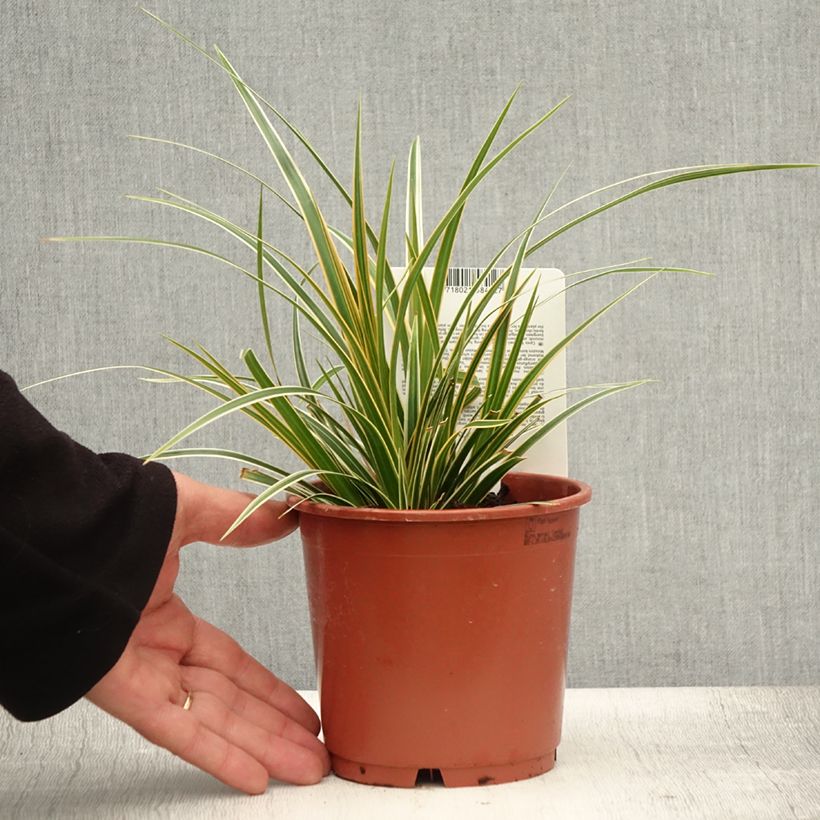 Esemplare di Carex oshimensis Everglow - Carice giapponese Vaso da 1,5L/2L consegnato in estate