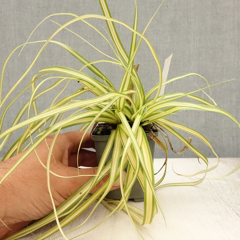 Esemplare di Carex oshimensis Evergold - Carice giapponese Vasetto da 8/9 cm consegnato in estate