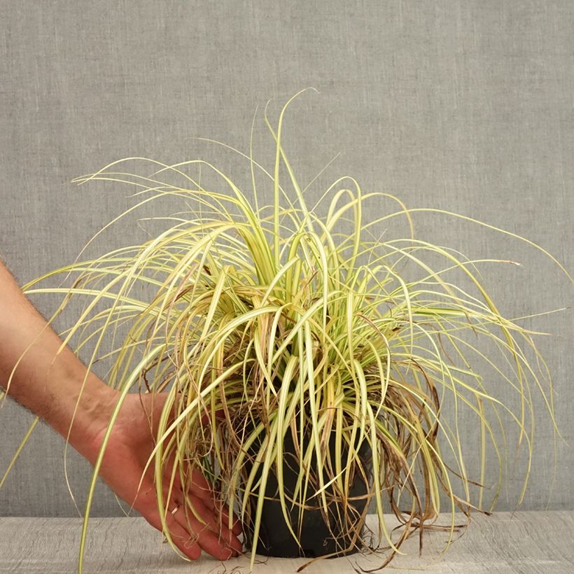 Esemplare di Carex oshimensis Evergold - Carice giapponese Vaso da 2L/3L consegnato in estate
