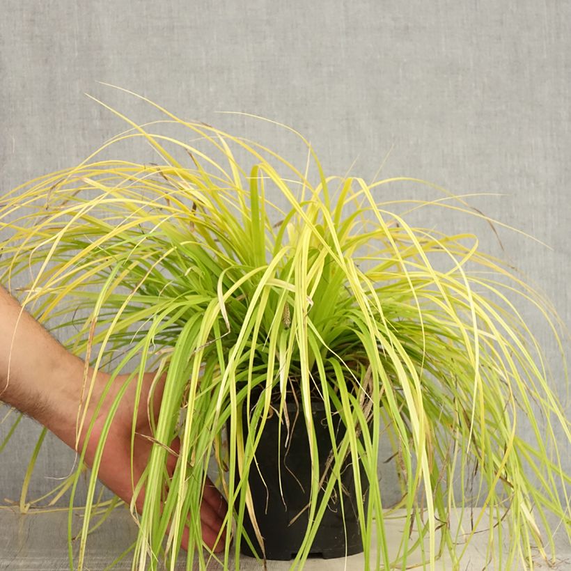 Esemplare di Carex oshimensis Everillo - Carice giapponese Vaso da 2L/3L consegnato in estate