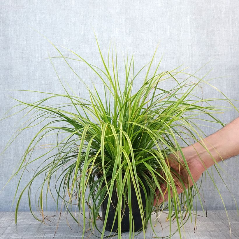 Esemplare di Carex oshimensis EverColor Everlime - Carice giapponese Vaso da 2L/3L consegnato in estate
