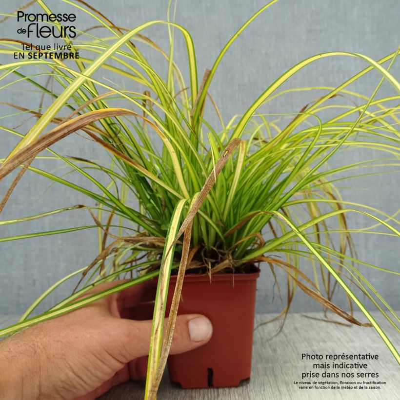 Esemplare di Carex oshimensis EverColor Eversheen - Carice giapponese Vasetto da 8/9 cm consegnato in estate
