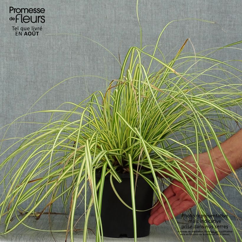 Esemplare di Carex oshimensis EverColor Eversheen - Carice giapponese Vaso da 2L/3L consegnato in estate