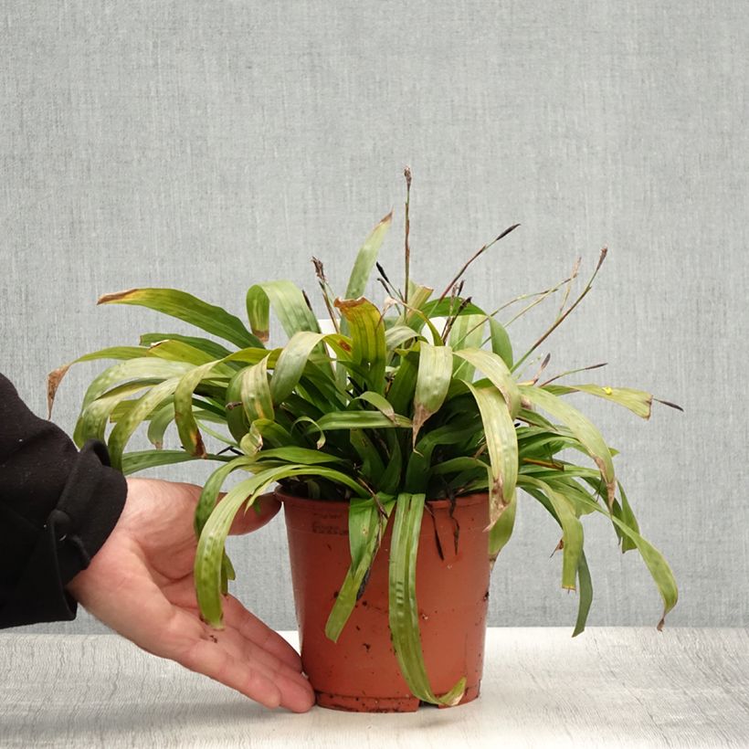 Esemplare di Carex plantaginea Vaso da 1L/1,5L consegnato in estate