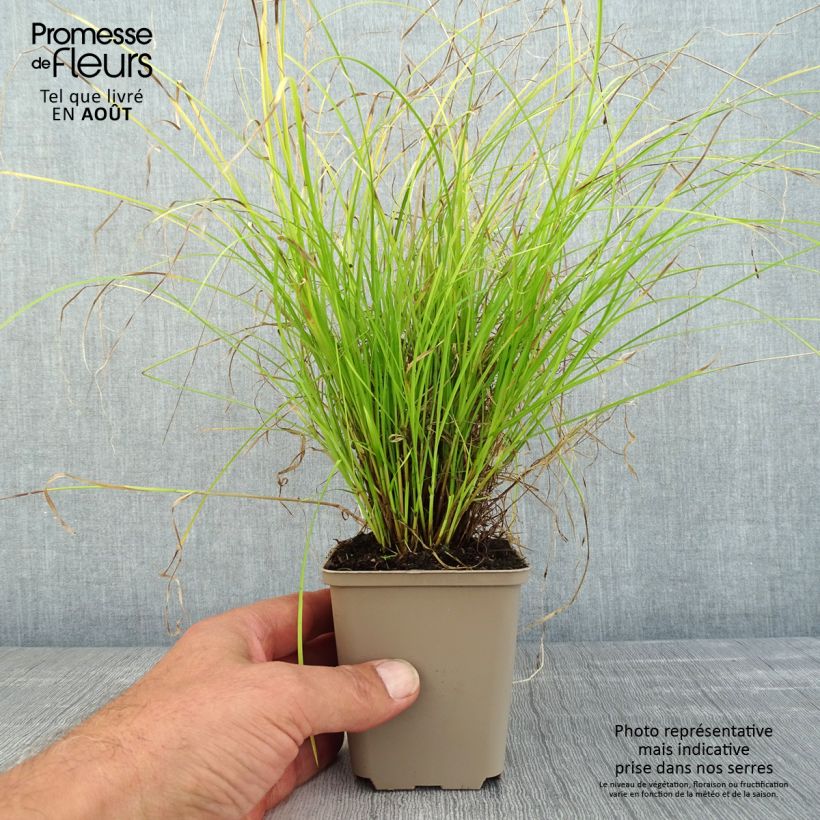 Esemplare di Carex remota Vasetto da 8/9 cm consegnato in estate