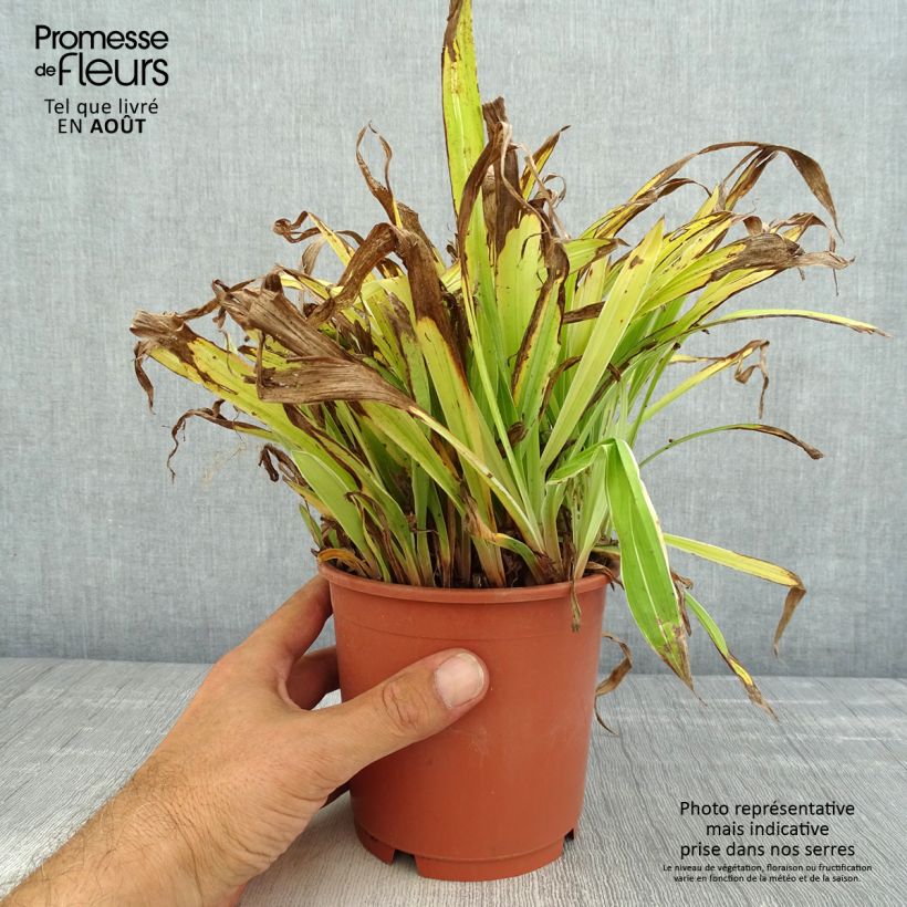 Esemplare di Carex siderosticta Variegata Vaso da 1L/1,5L consegnato in estate