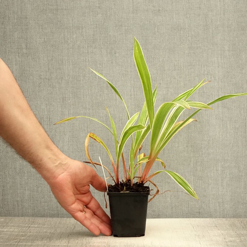 Esemplare di Carex siderosticta Variegata Vasetto da 8/9 cm consegnato in estate