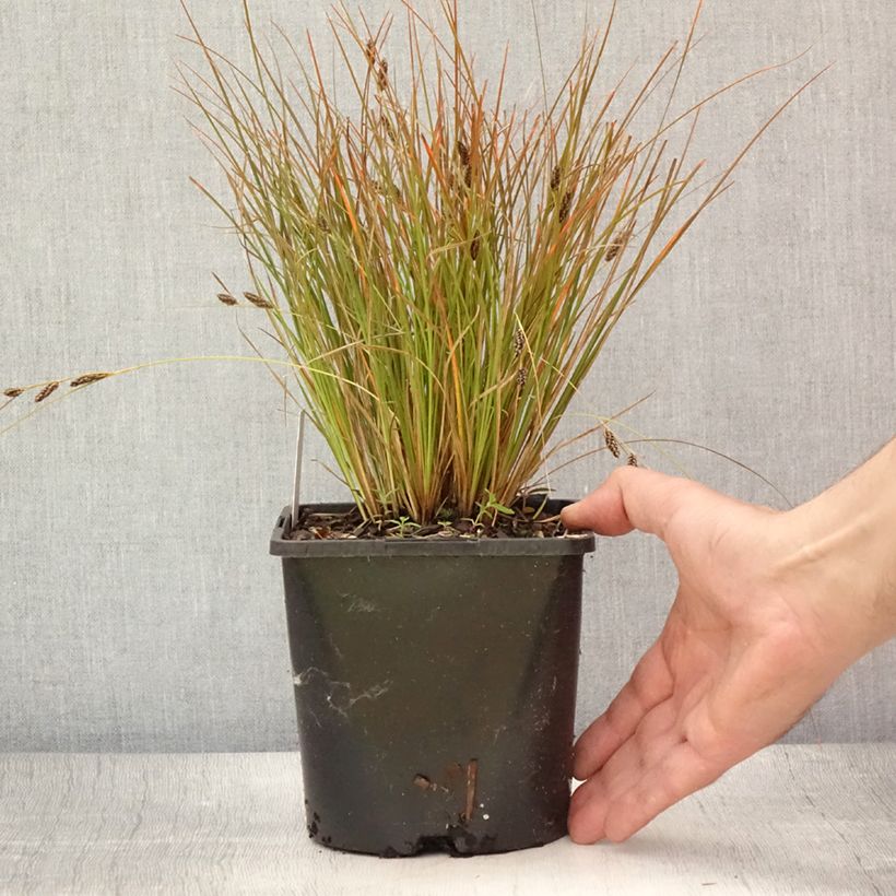 Esemplare di Carex testacea Prairie Fire Vaso da 2L/3L consegnato in estate