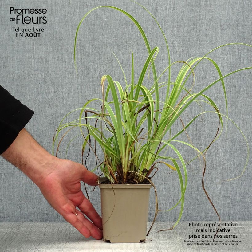 Esemplare di Carex trifida Rekohu Sunrise Vasetto da 8/9 cm consegnato in estate