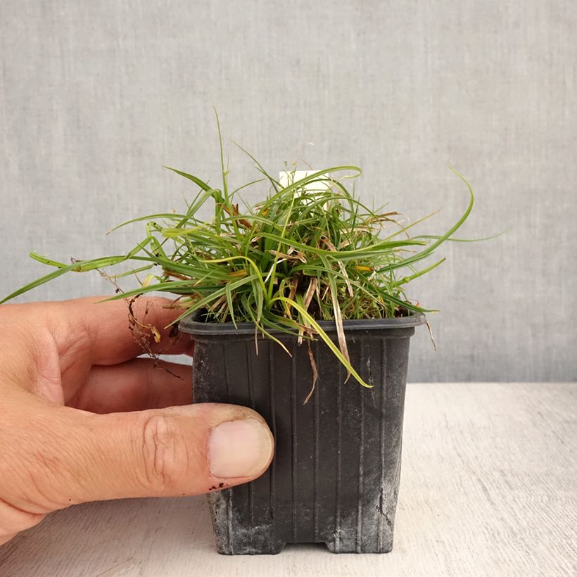 Esemplare di Carex umbrosa - Carice ombrosa Vasetto da 8/9 cm consegnato in estate