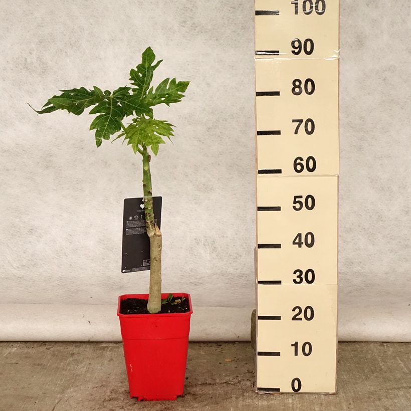 Esemplare di Carica papaya - Papaia Vaso da 6L/7L consegnato in estate