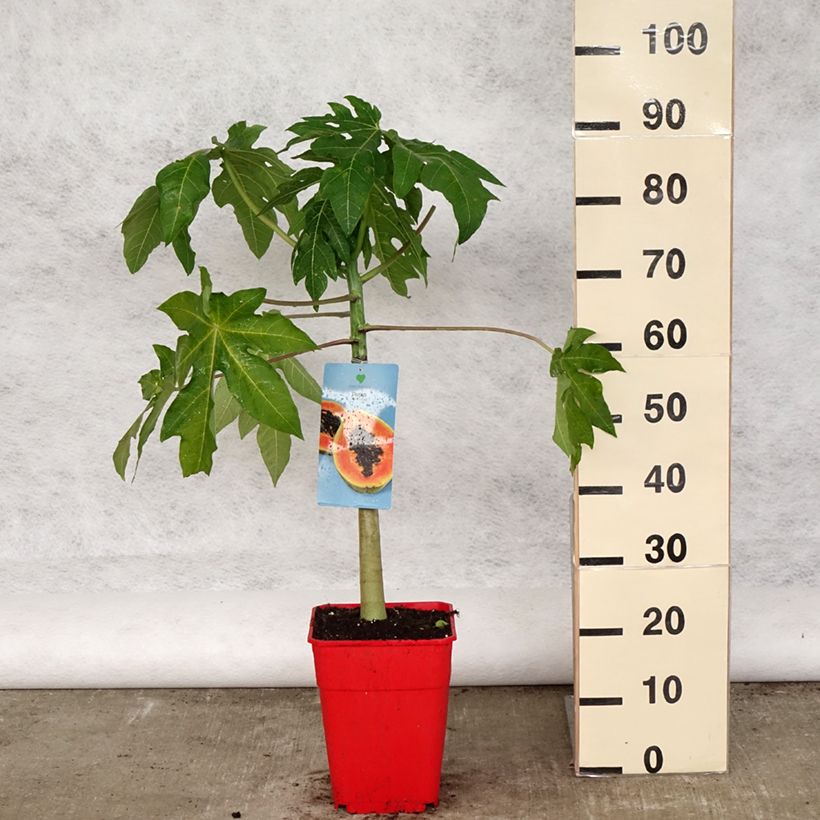 Carica papaya - Papaia Vaso da 6L/7LAltezza consegnata circa 60/80cm esemplare consegnato in primavera