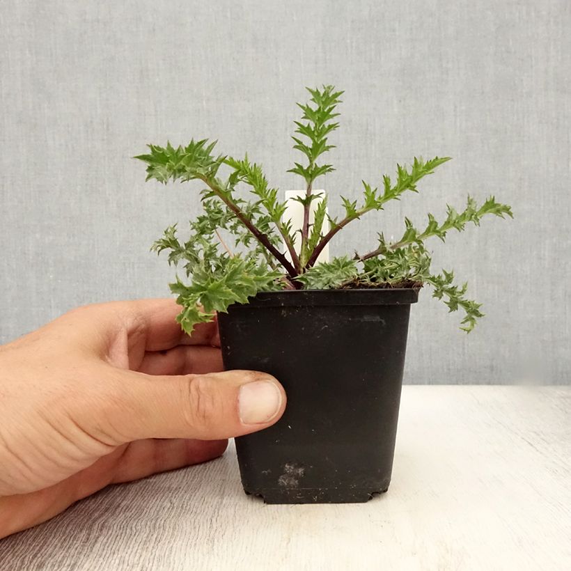 Esemplare di Carlina acaulis subsp. simplex Bronze - Carlina bianca Vasetto da 8/9 cm consegnato in estate