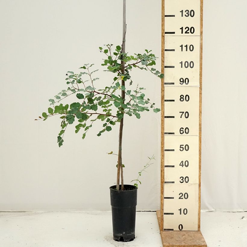 Esemplare di Carrubo - Ceratonia siliqua Vaso da 6L/7L consegnato in estate