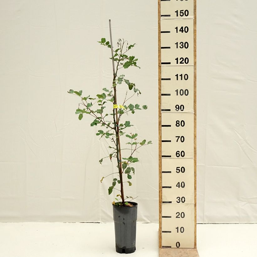 Carrubo - Ceratonia siliqua Vaso da 6L/7L esemplare consegnato in primavera