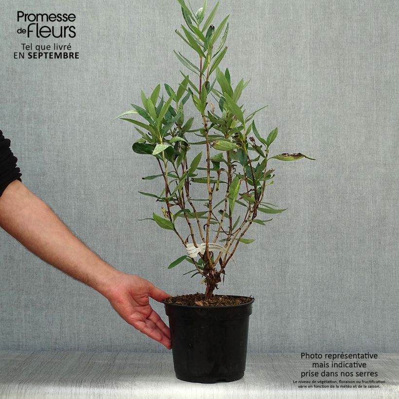 Esemplare di Carpenteria californica Vaso da 3L/4L come consegnato in autunno