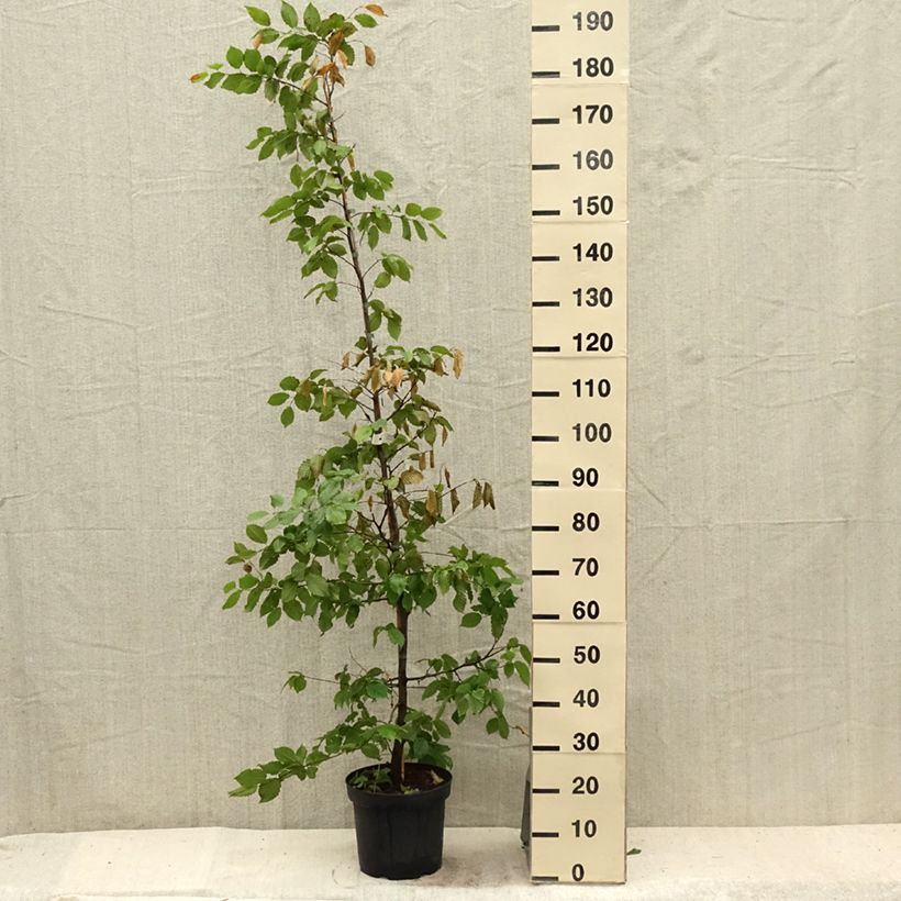 Esemplare di Carpinus betulus - Carpino bianco Vaso da 4L/5L consegnato in estate