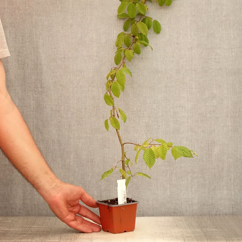 Esemplare di Carpinus betulus - Carpino bianco Vasetto da 8/9 cm consegnato in estate