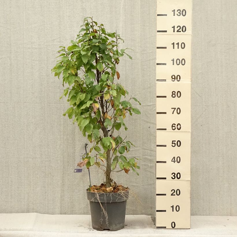 Esemplare di Carpinus betulus Fastigiata Monument - Carpino bianco Vaso da 7,5L/10L consegnato in estate