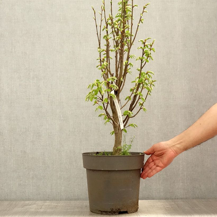 Carpinus betulus Fastigiata Monument - Carpino bianco Vaso da 7,5L/10LAltezza consegnata circa 60/80cm esemplare consegnato in primavera