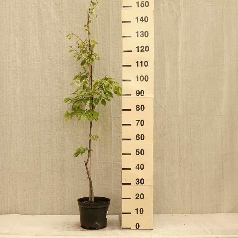 Esemplare di Carpinus betulus Foliis Argenteovariegatis Pendula - Carpino bianco Vaso da 4L/5L consegnato in estate