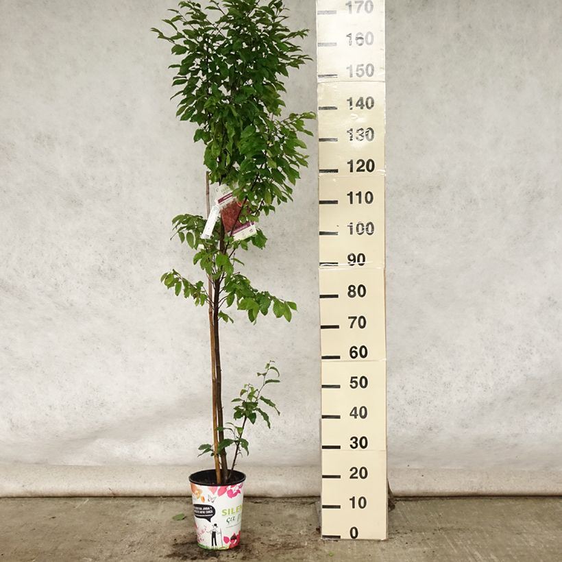 Esemplare di Carpinus betulus Orange Retz - Carpino bianco Vaso da 4L/5L consegnato in estate