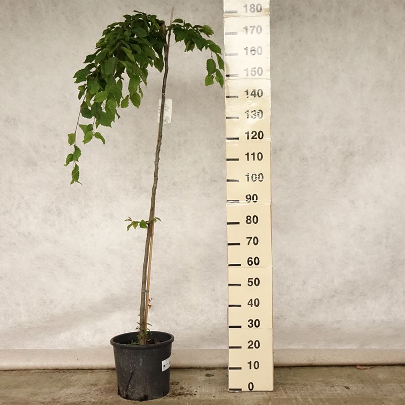 Esemplare di Carpinus betulus Pendula - Carpino bianco Vaso da 12L/15L consegnato in estate