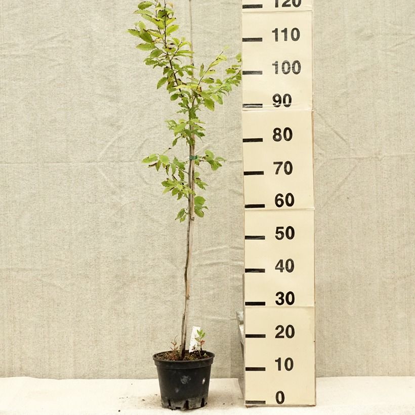 Esemplare di Carpinus betulus Quercifolia - Carpino bianco Vaso da 2L/3L consegnato in estate