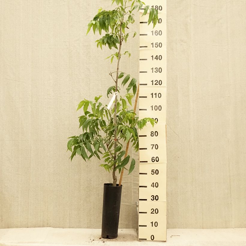 Esemplare di Carya illinoinensis Delmas - Pecan Vaso da 6L/7L consegnato in estate