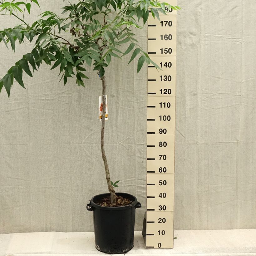 Esemplare di Carya illinoinensis - Pecan Vaso da 20L/25L consegnato in estate