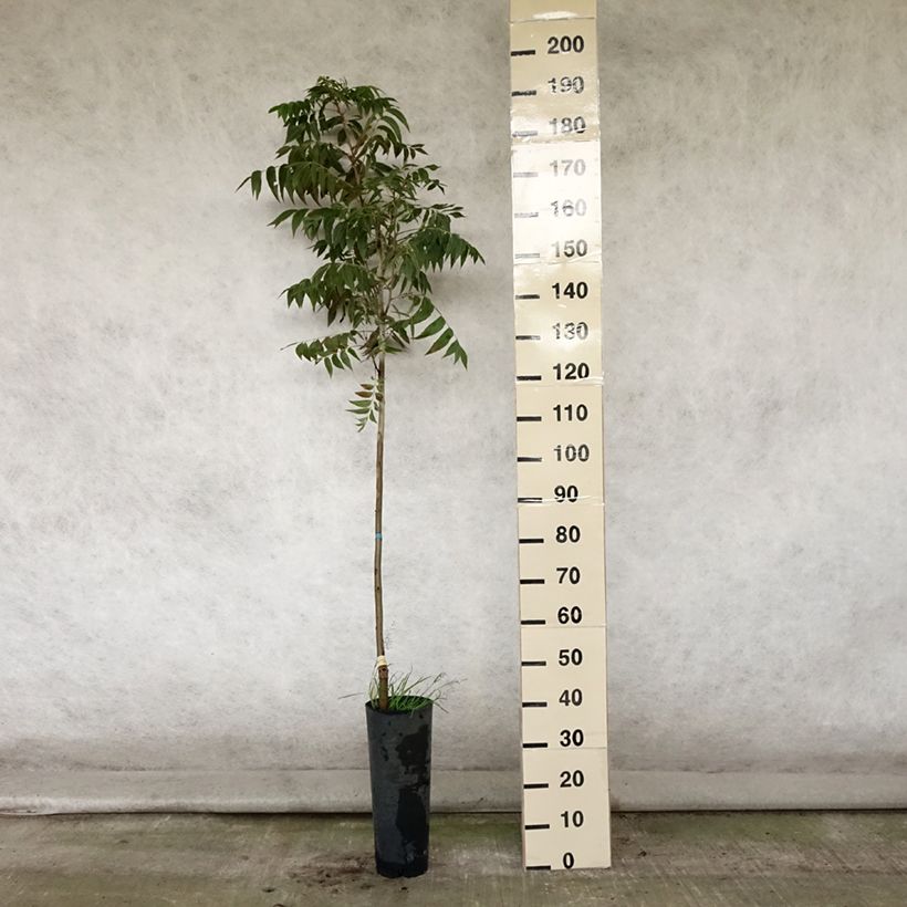 Esemplare di Carya illinoinensis Pawnee - Pecan Vaso da 4L/5L consegnato in estate