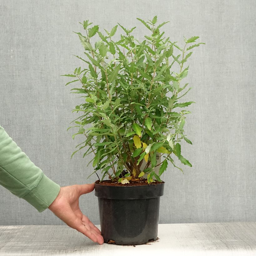Esemplare di Caryopteris clandonensis Blue Balloon Vaso da 2L/3L consegnato in estate