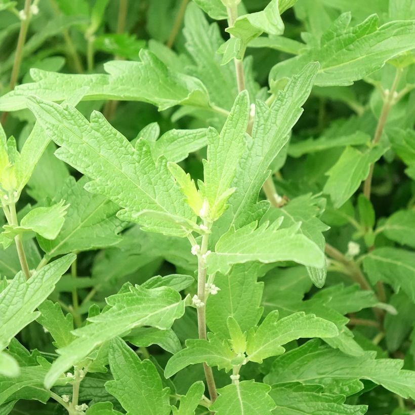 Caryopteris clandonensis Blue Balloon (Fogliame)