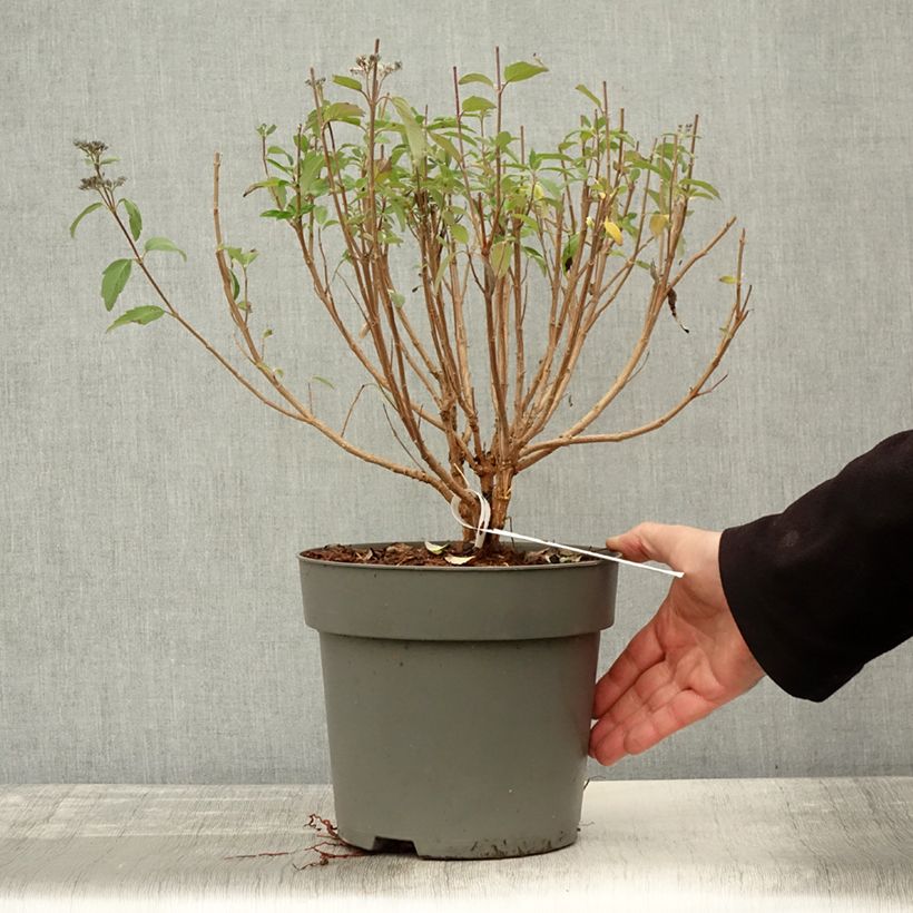 Esemplare di Caryopteris clandonensis Dark Knight Vaso da 4L/5L come consegnato in autunno