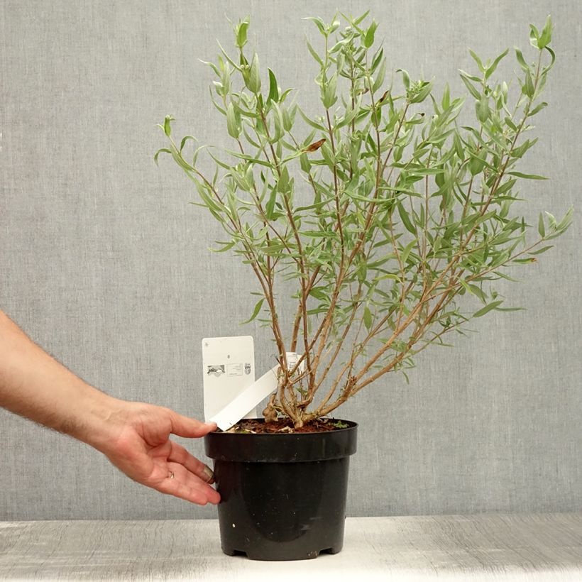 Esemplare di Caryopteris clandonensis First Choice Vaso da 2L/3L consegnato in estate