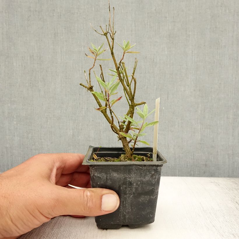Esemplare di Caryopteris clandonensis Kew Blue Vasetto da 8/9 cm consegnato in estate